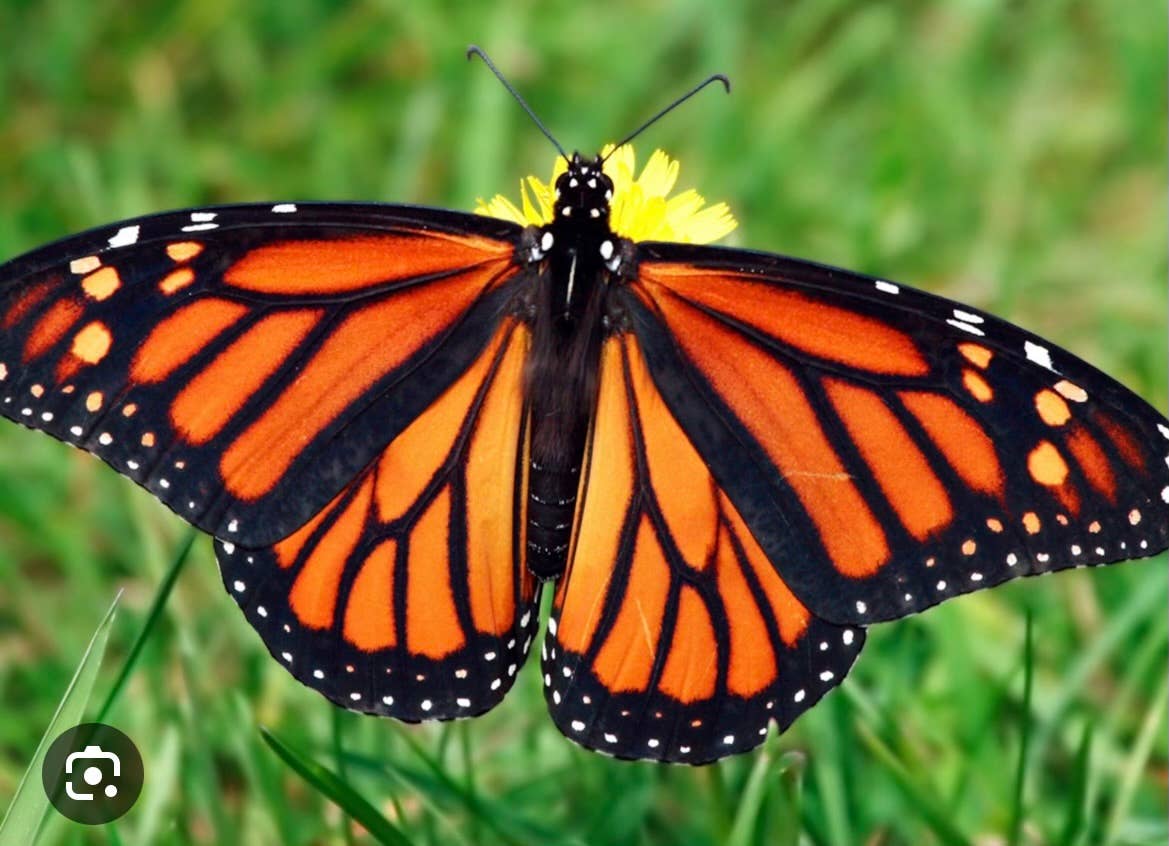 Monarch Earth Stones Beaded Bracelet: Small/Medium (7")
