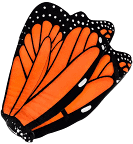 Plush Butterfly Wings