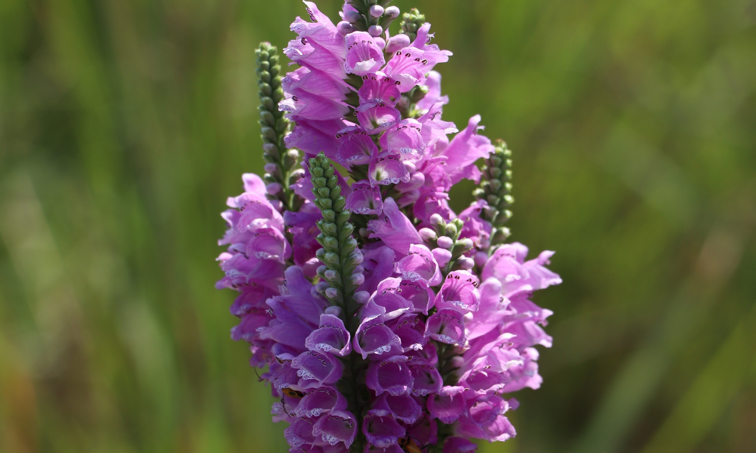 Perennials