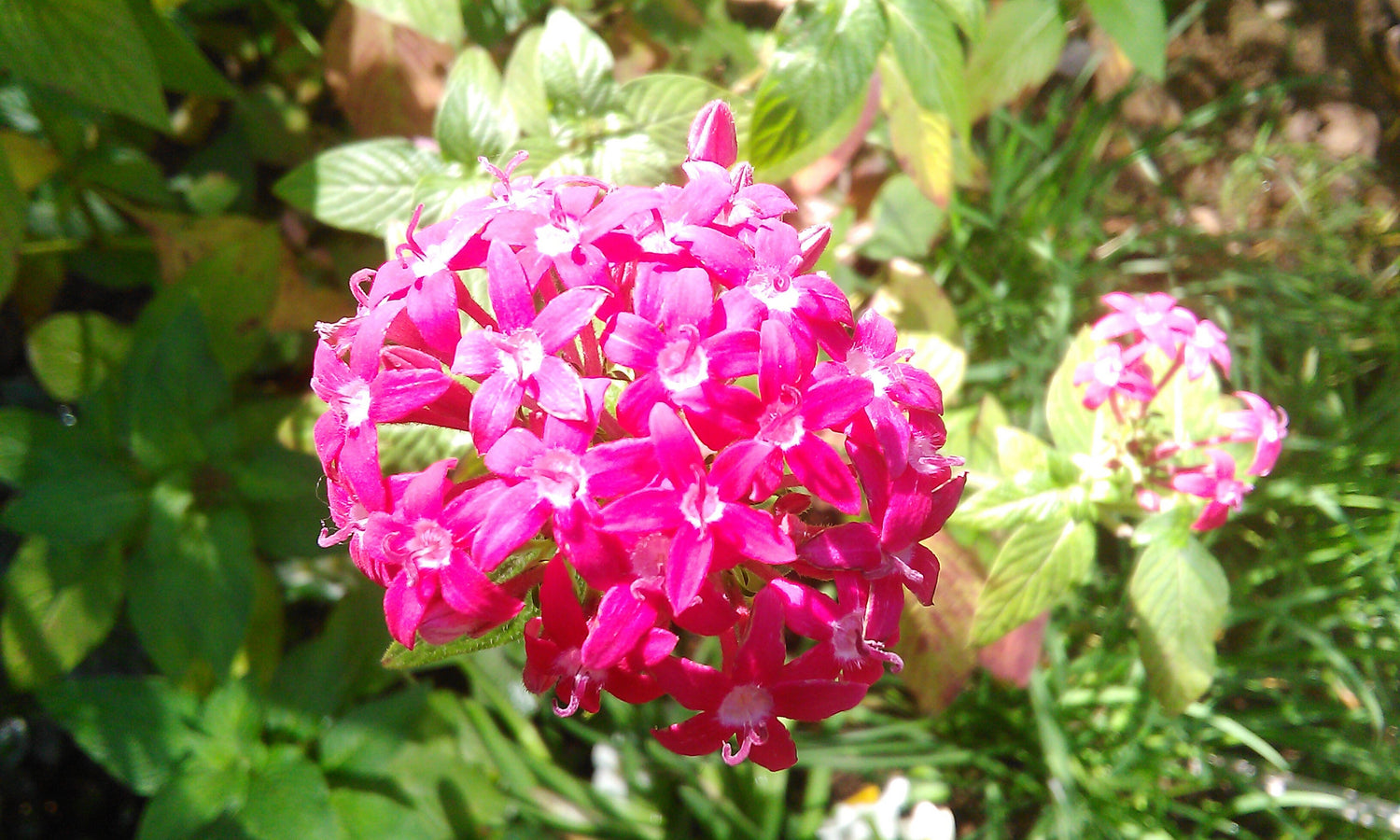 Annuals