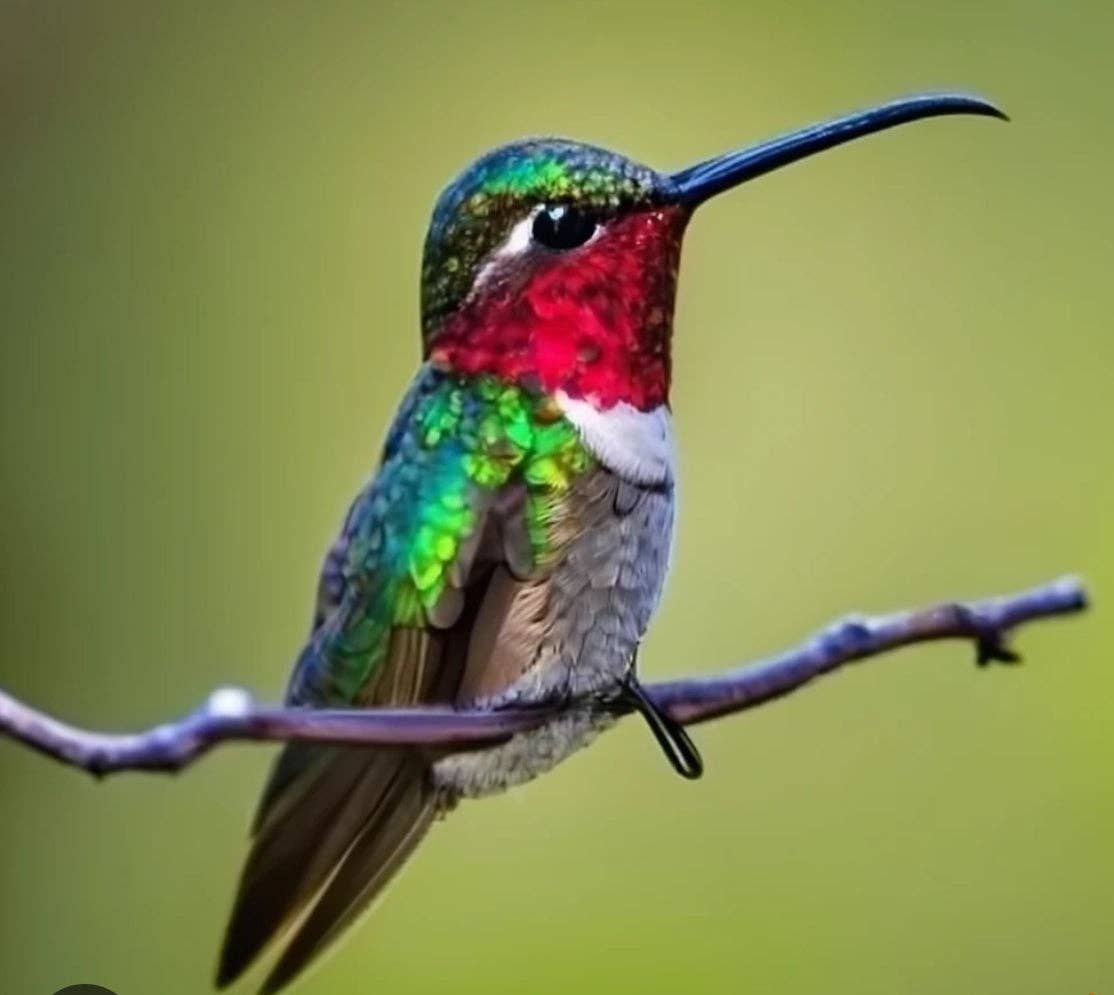 Ruby throated hummingbird: Large (8")
