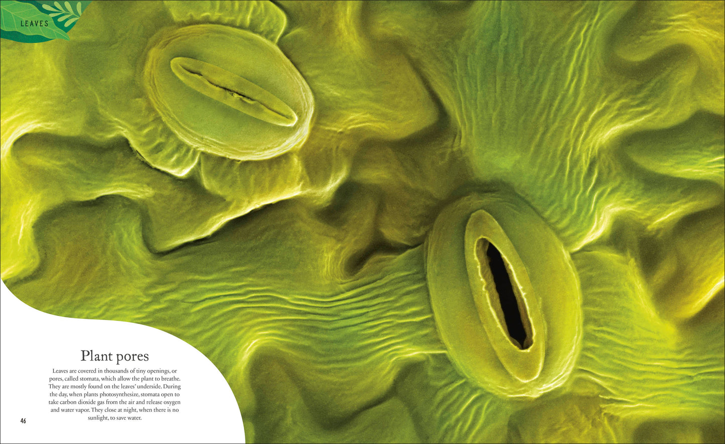 The Secret World Of Plants