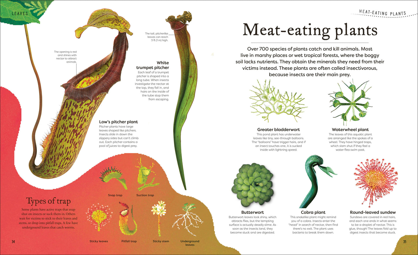 The Secret World Of Plants