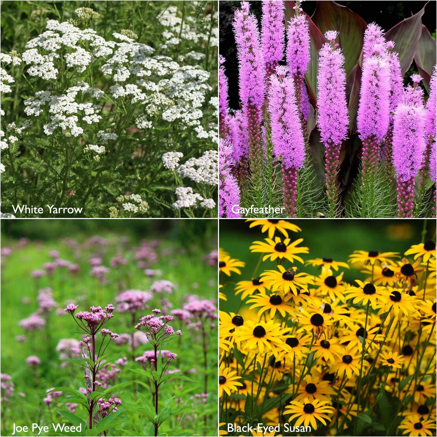 Garden Sprinkles | Monarch Milkweed | Butterfly | Spring