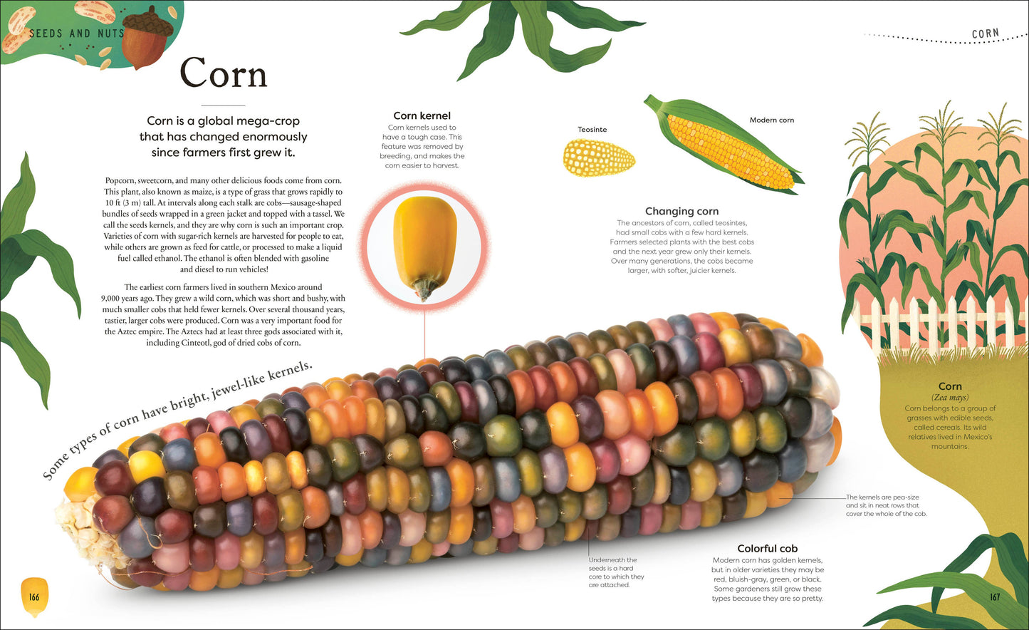 The Secret World Of Plants