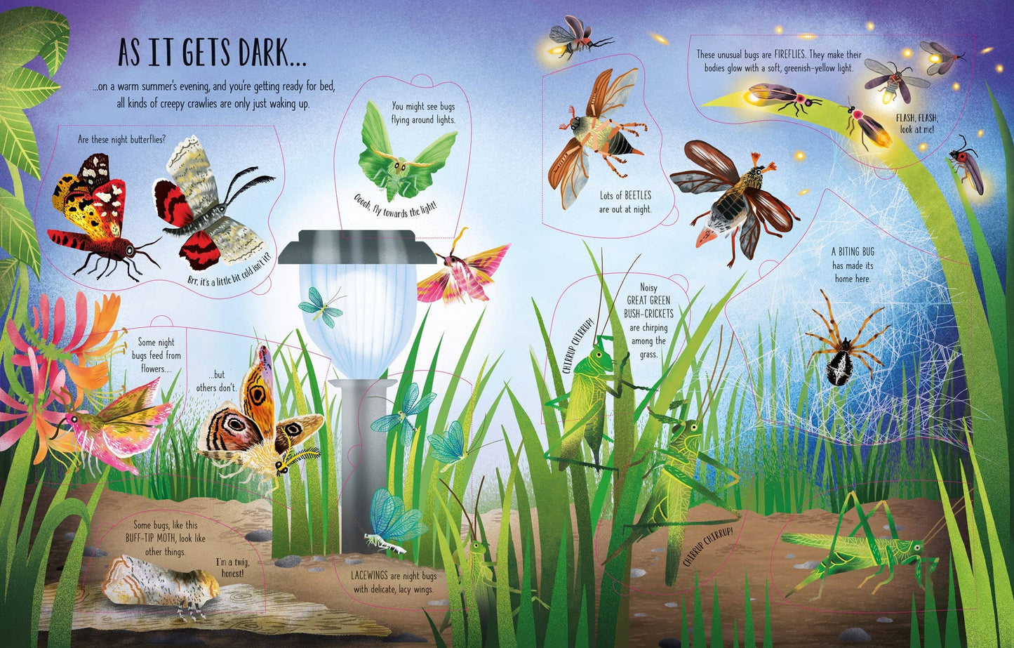 See Inside Bugs and Butterflies : Usborne