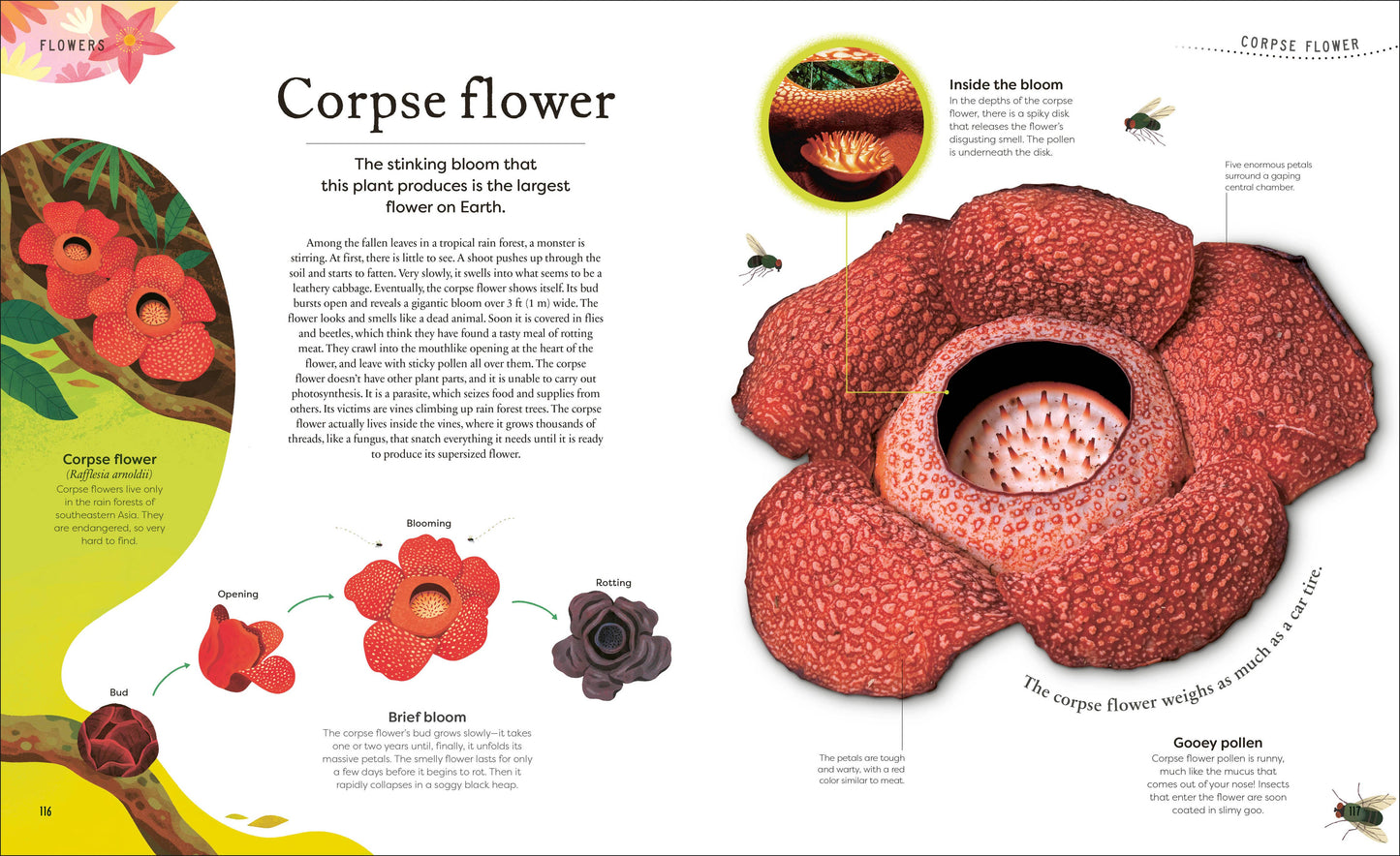 The Secret World Of Plants