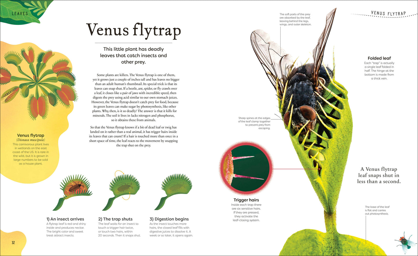 The Secret World Of Plants