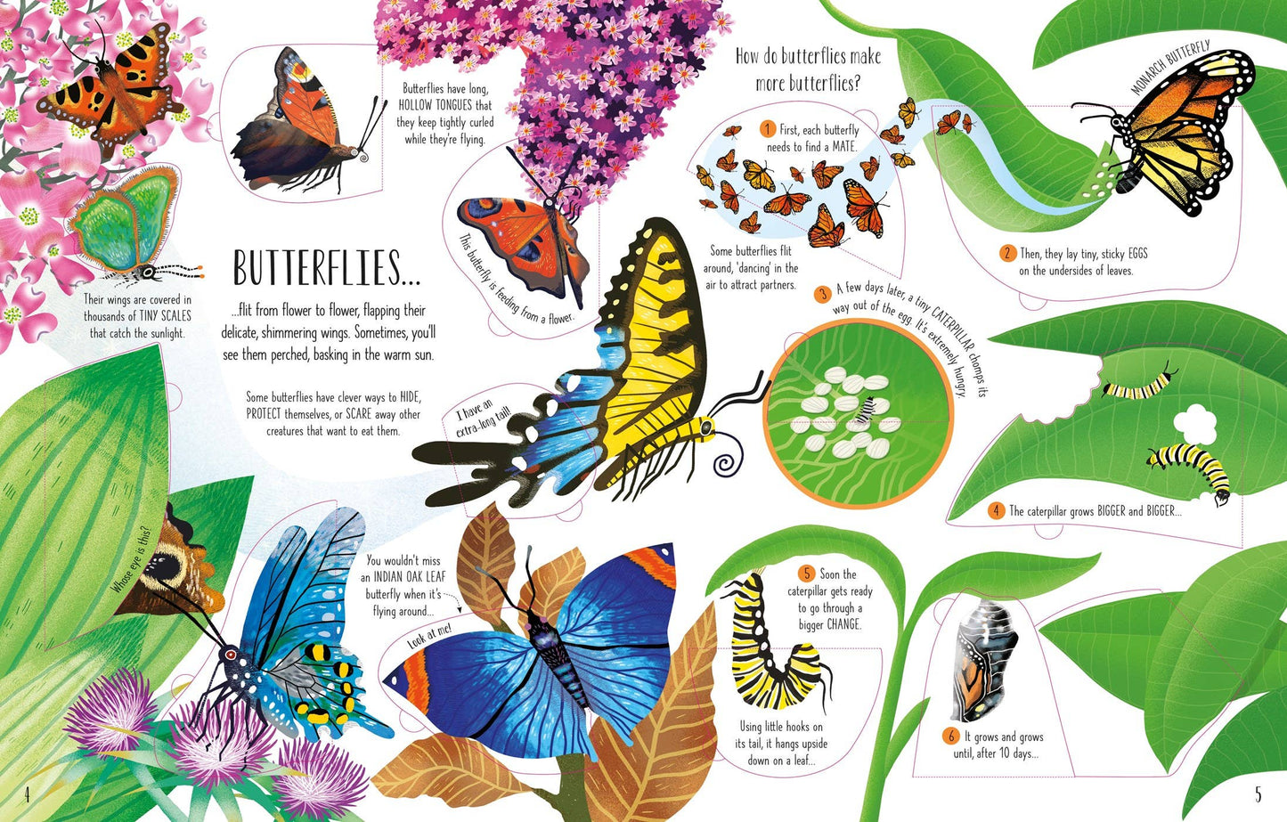 See Inside Bugs and Butterflies : Usborne