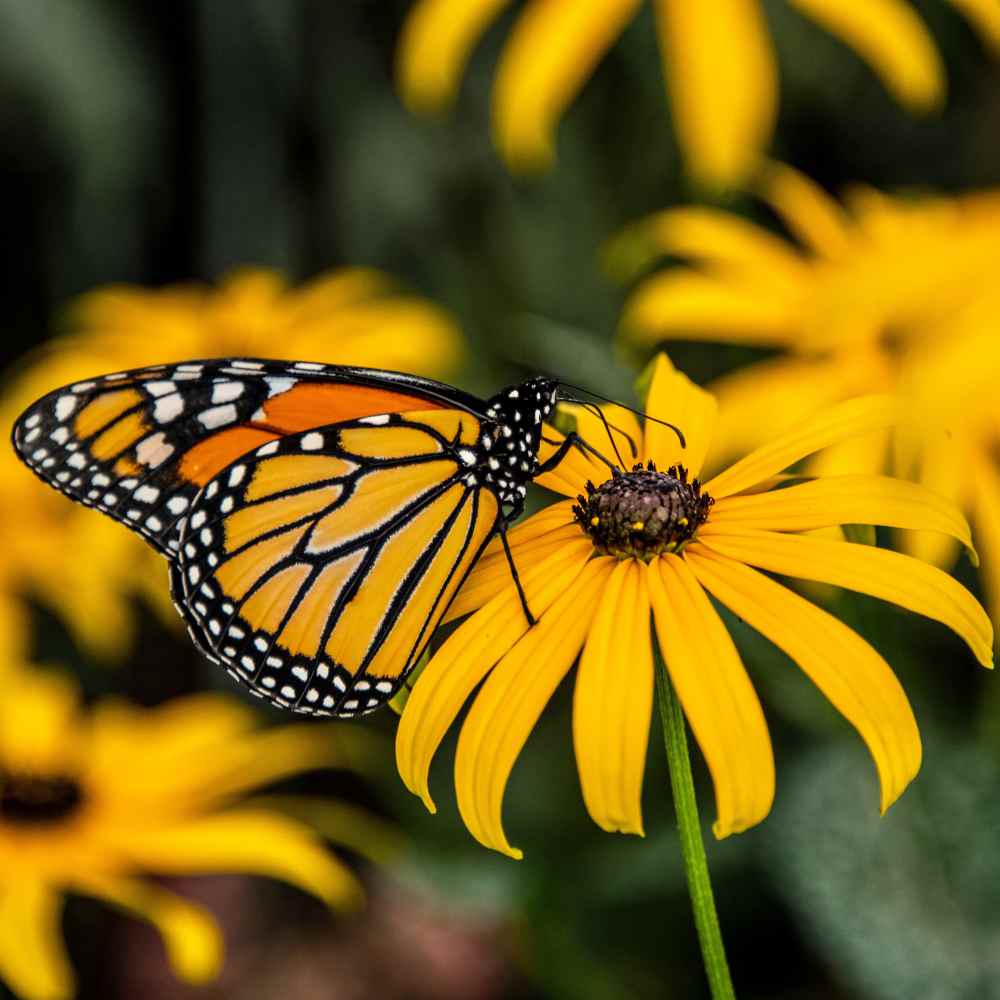 Garden Sprinkles | Monarch Milkweed | Butterfly | Spring
