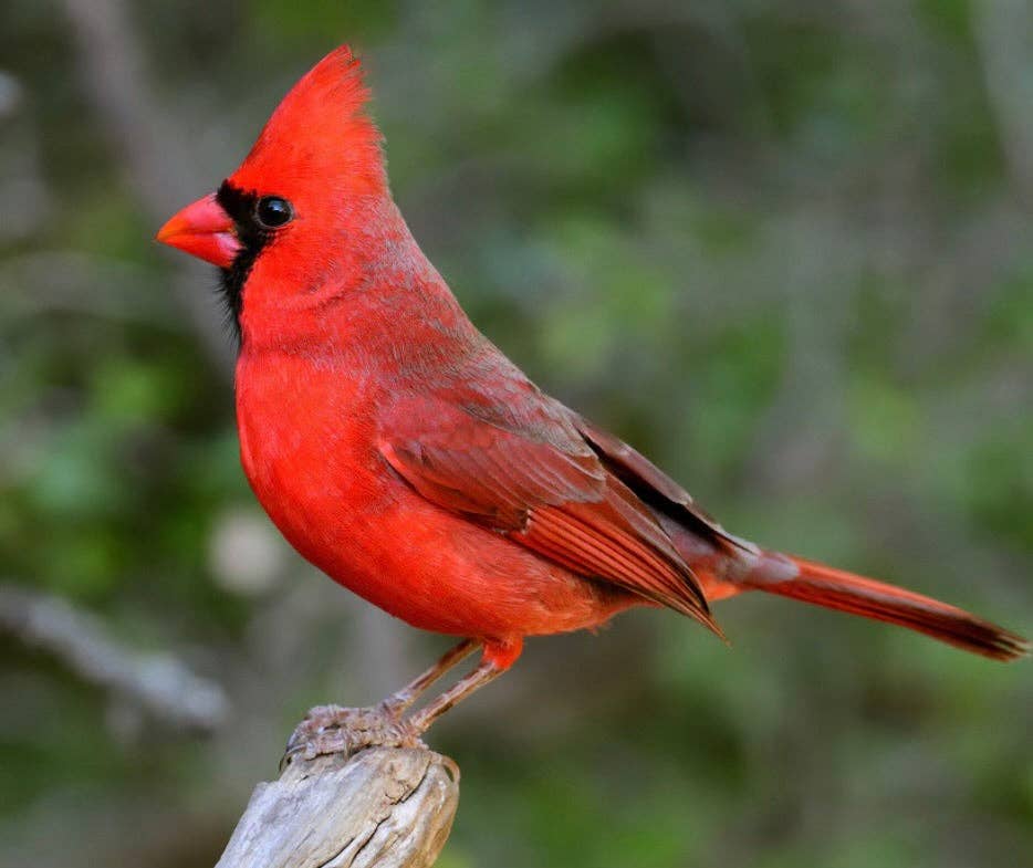 Cardinal Red Jade & Jasper Beaded Bracelet: Large (8")