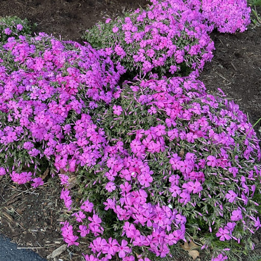 Drummond Pink Creeping Phlox