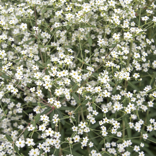 Flowering Spurge