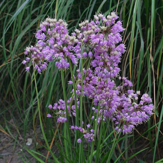 Nodding Wild Onion