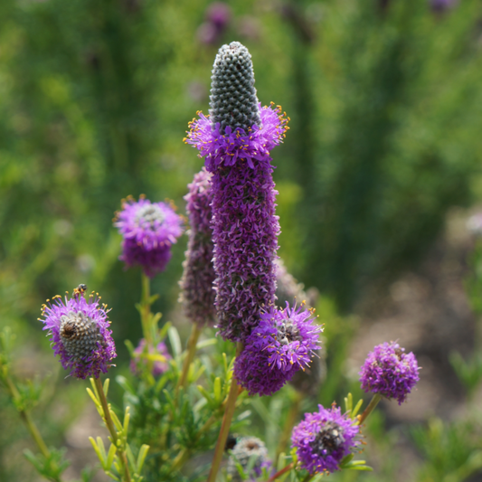Purple Prairie Clover