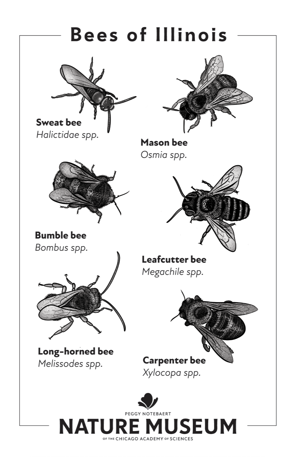 Bees of Illinois Tea Towel