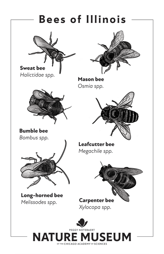 Bees of Illinois Tea Towel