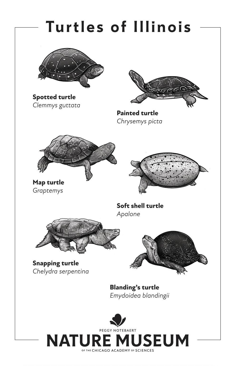 Turtles of Illinois Tea Towel
