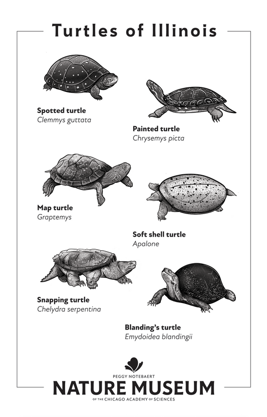 Turtles of Illinois Tea Towel