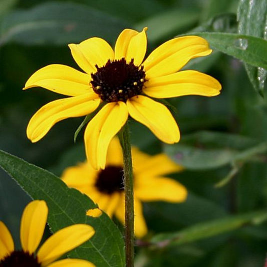 Sweet Black Eyed Susan