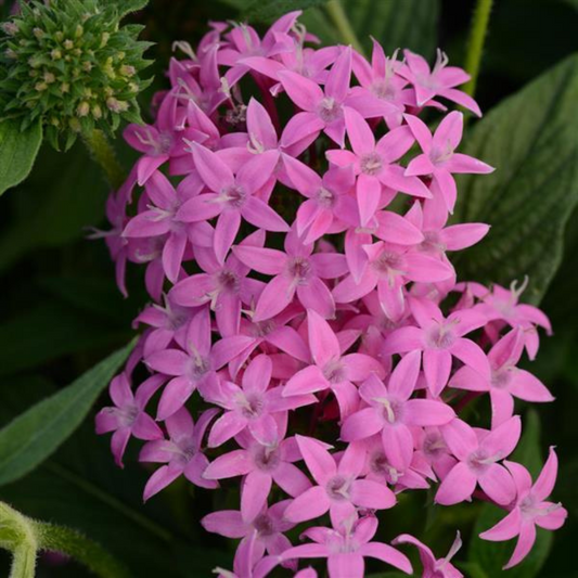 Butterfly Orchid Pentas