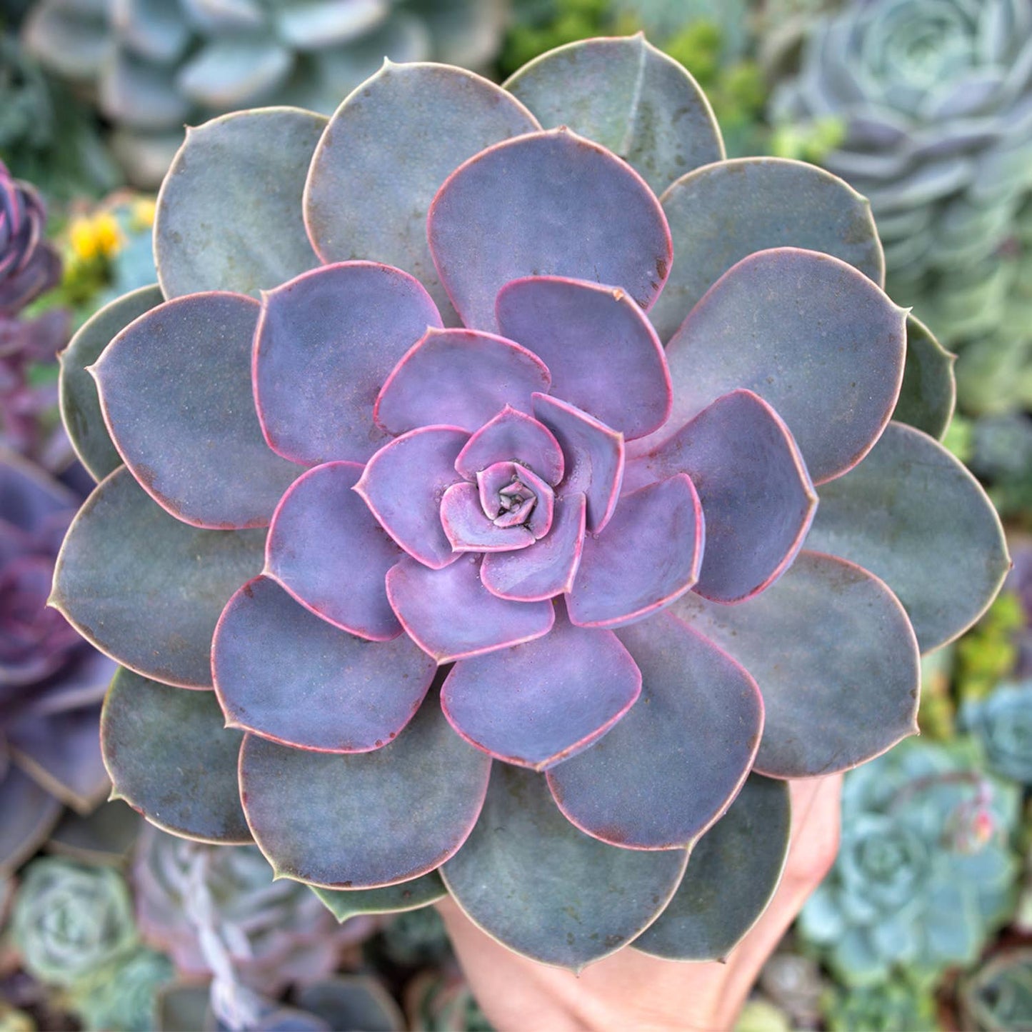 Perle Von Nurnberg Succulent Enamel Pin