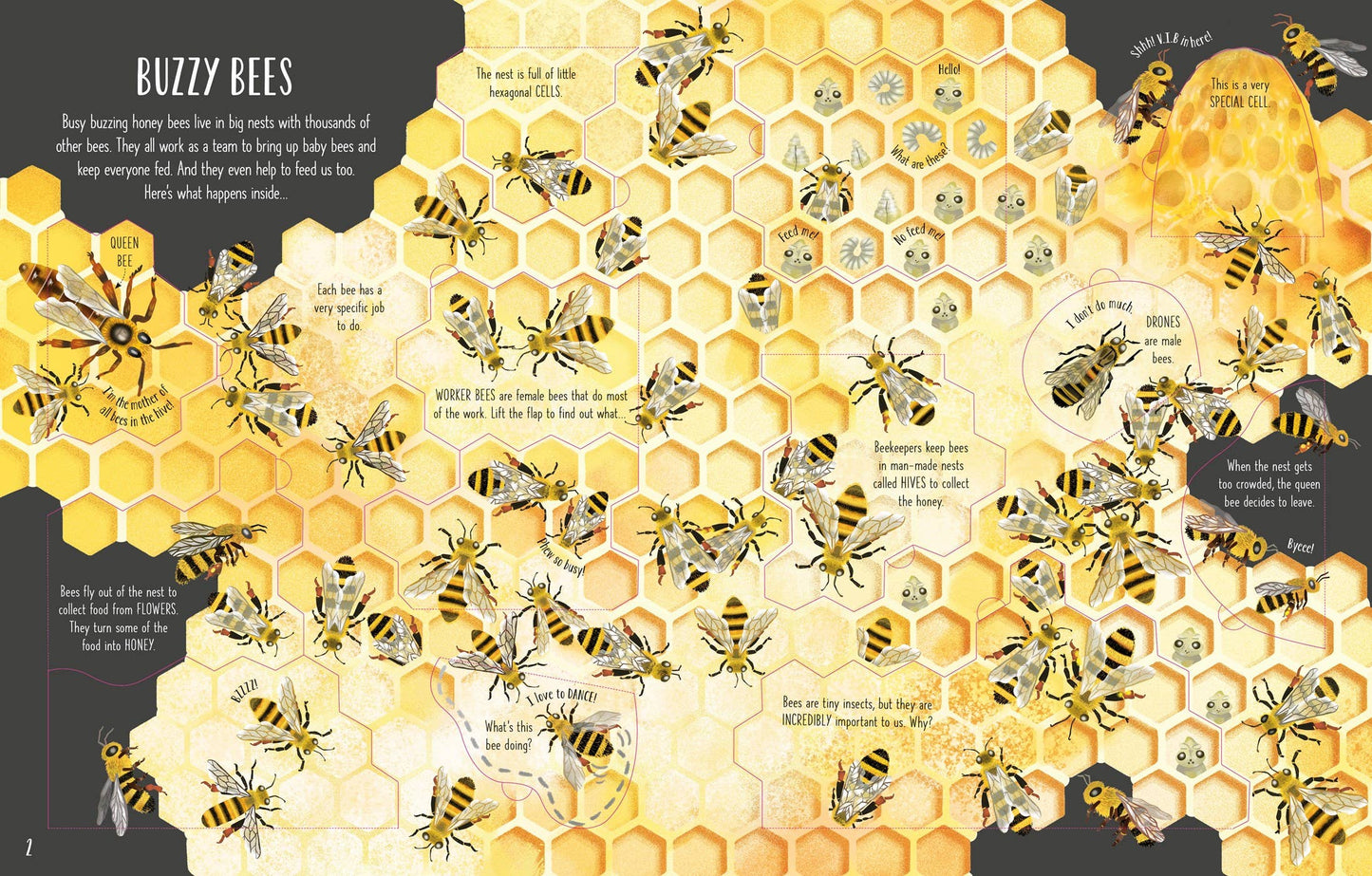 See Inside Bugs and Butterflies : Usborne