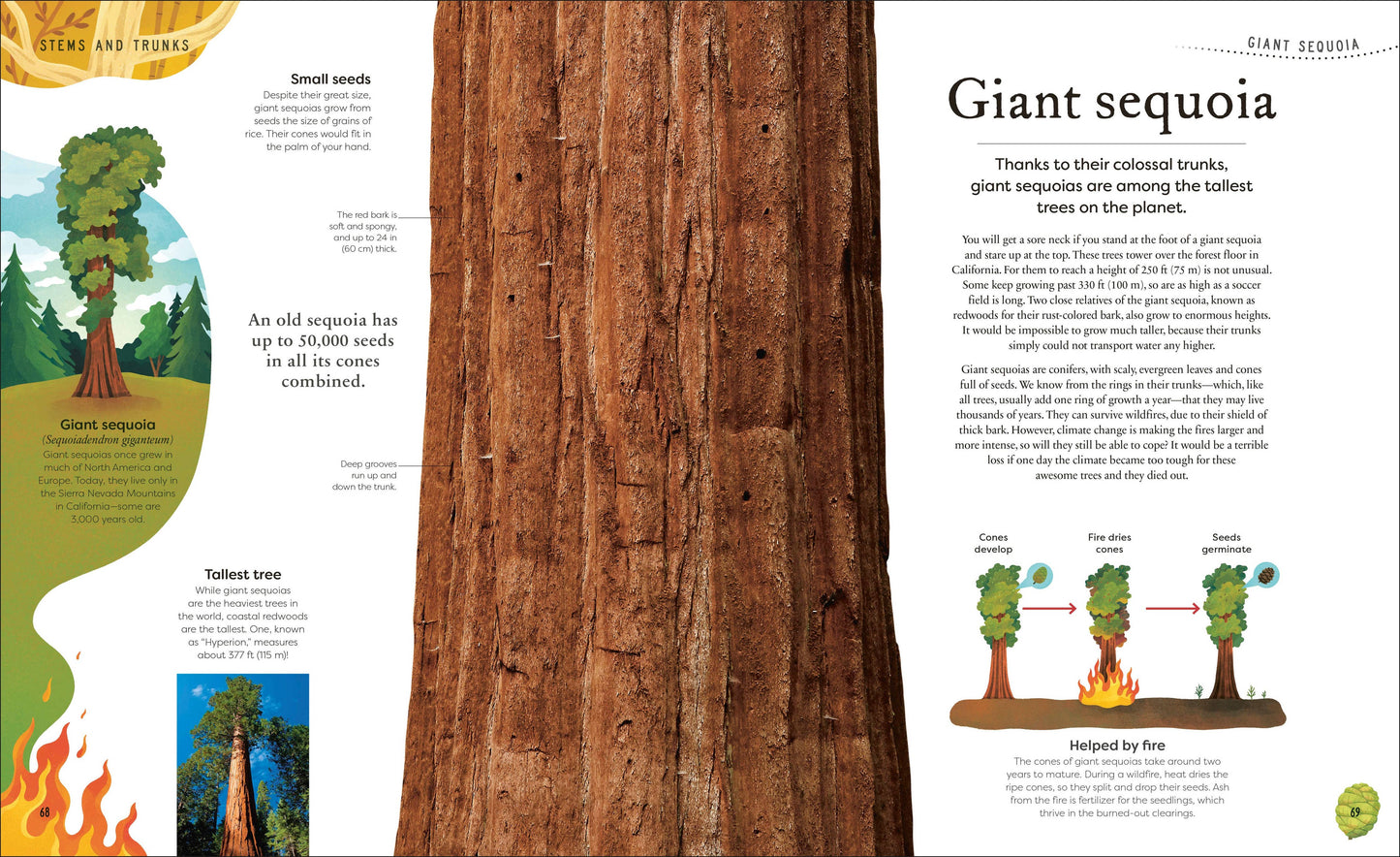 The Secret World Of Plants
