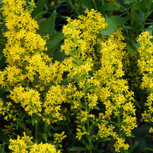 Showy Goldenrod
