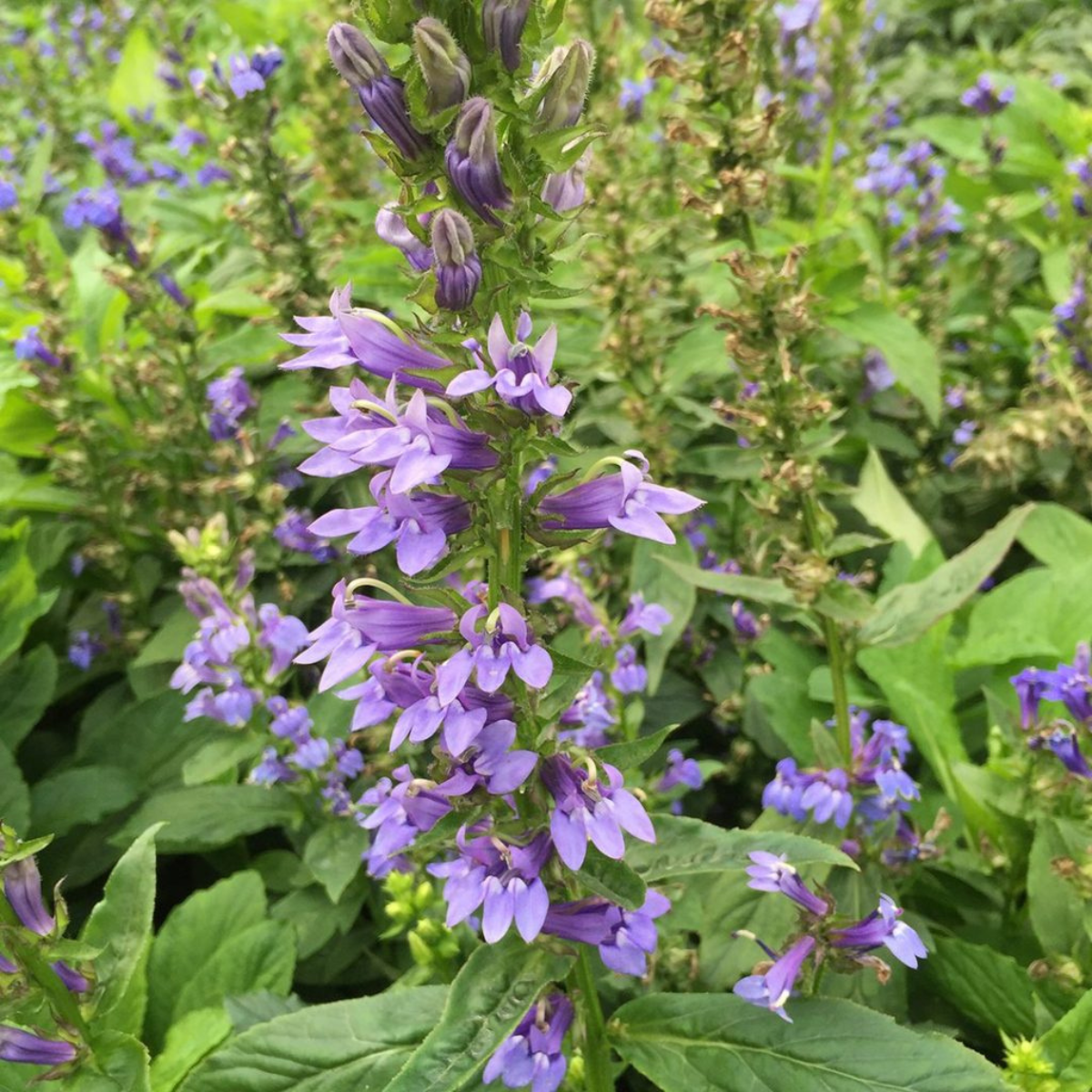 Great Blue Lobelia