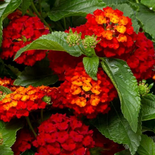 Hot Blooded Red Lantana