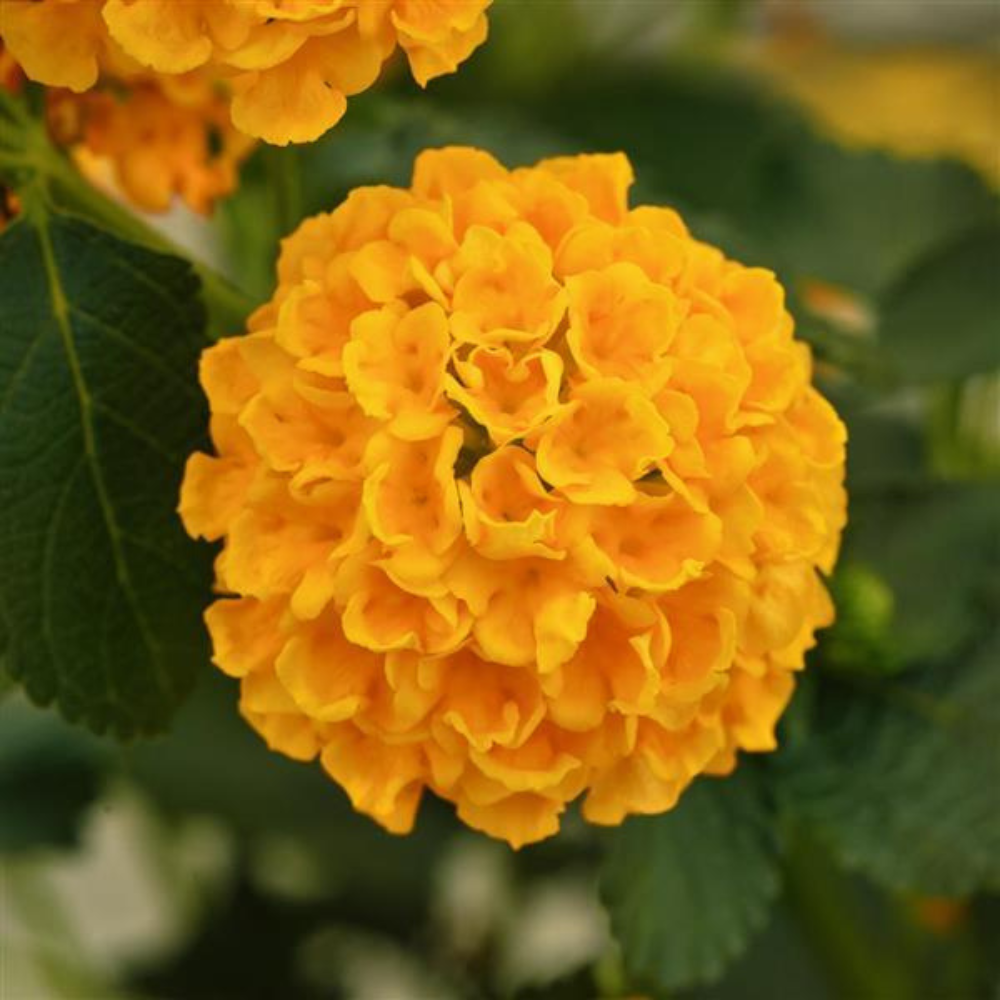 Lucky Gold Lantana