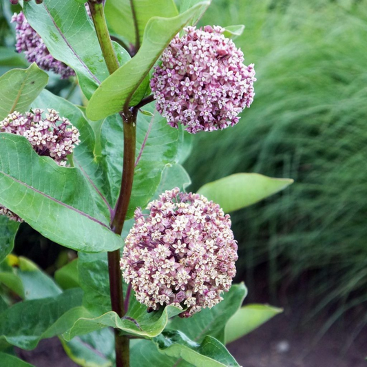 Common Milkweed