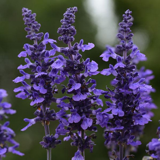 Mysty Salvia