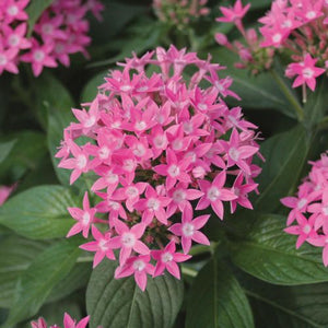 Egyptian Starflower 'Pink'