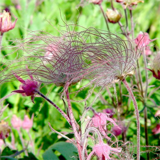 Prairie Smoke