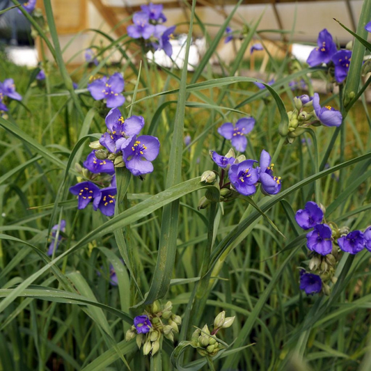 Ohio Spiderwort