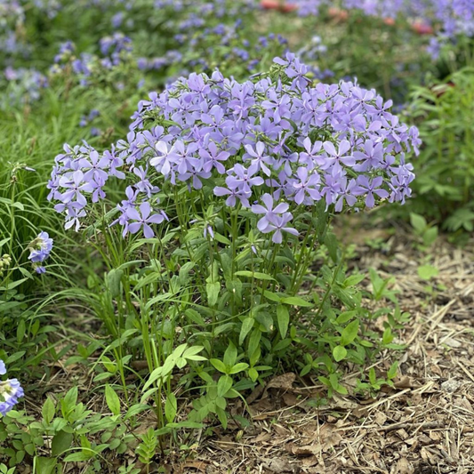 Woodland Phlox