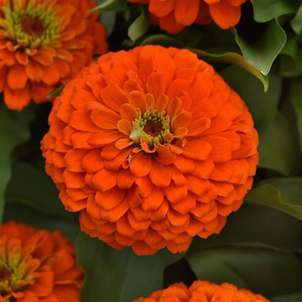 Zesty Orange Zinnia