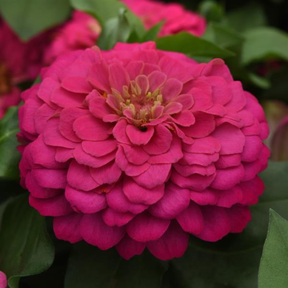 Zesty Pink Zinnia