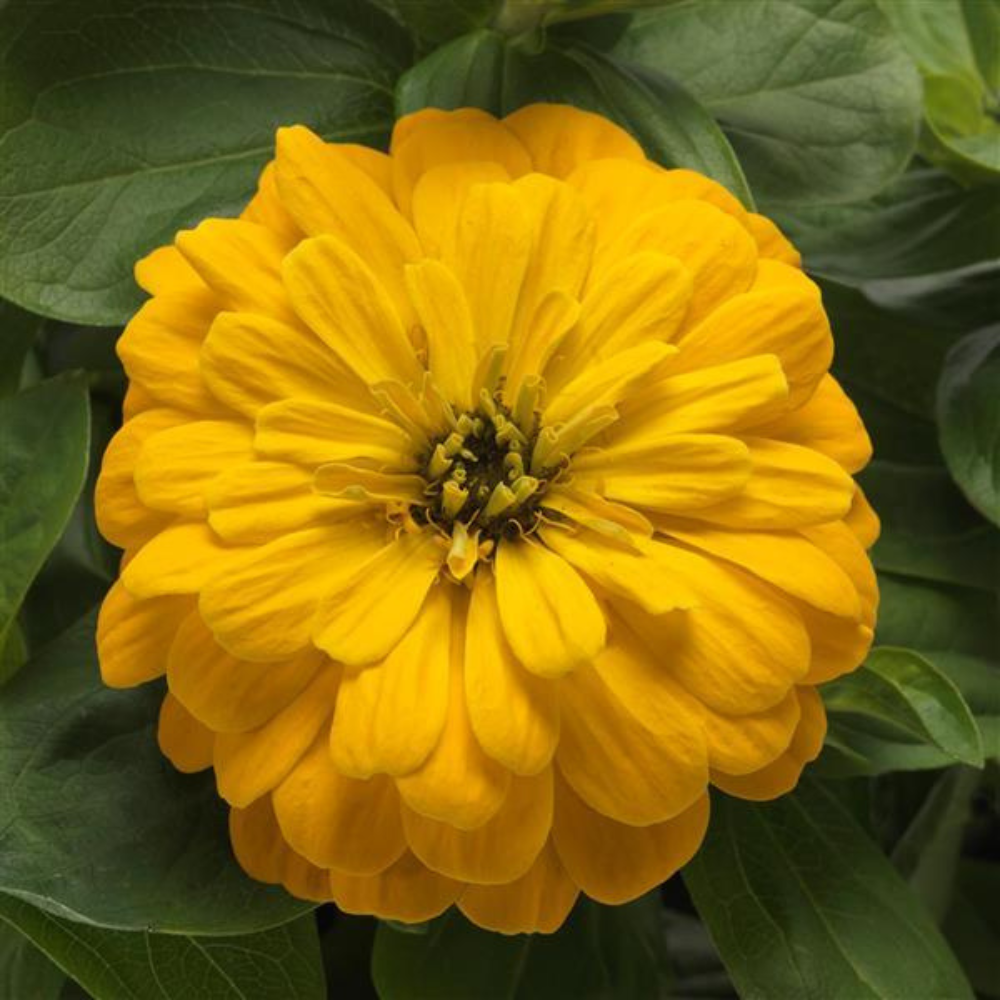 Zesty Yellow Zinnia