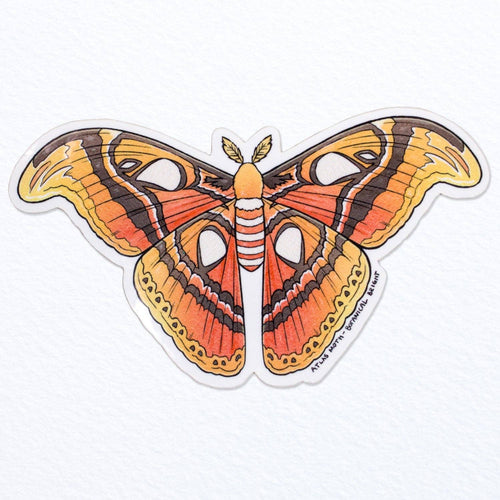 Atlas Moth Vinyl Sticker