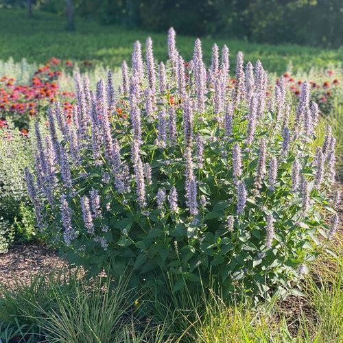 Blue Fortune Giant Hyssop