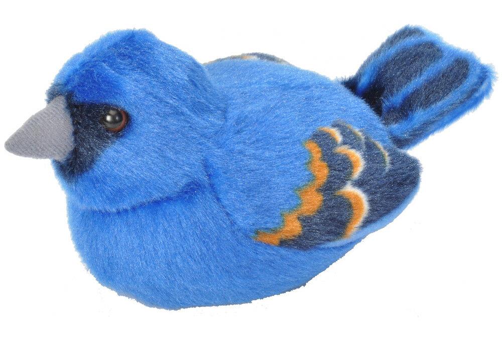 Blue Grosebeak - Audubon