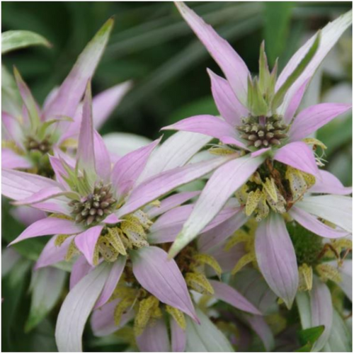 BeeBop Dotted Horsemint