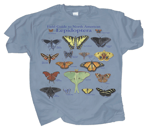 Field guide to North America Lepidoptera (Adult)
