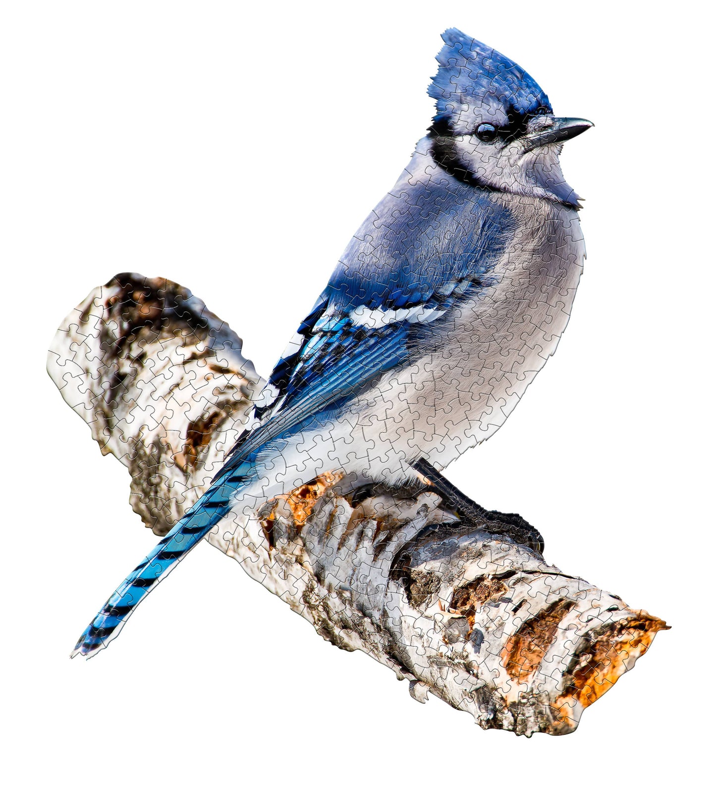 I AM Blue Jay 300 piece jigsaw puzzle - gift